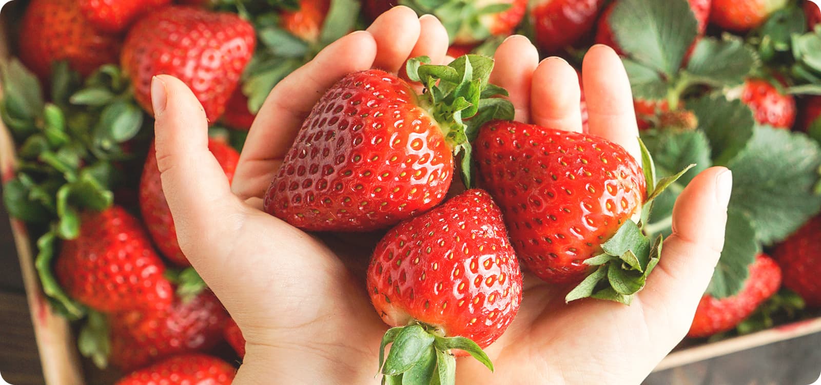 服部さんちのおいしい苺 MV画像